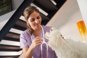 Smiling Veterinarian Administering Pet Vitamins and Supplements to Small Fluffy Dog | Vitacost.com/blog