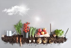 Concept of How Going Vegan Benefits the Planet Exemplified by Garden Scene With Dirt, Fresh Veggies and Tools on Gray Surface | Vitacost.com/blog