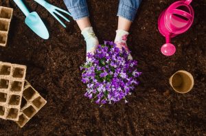 Overhead View of Woman Learning How to Plant a Garden Placing Purple Flowering Shrub in Ground | Vitacost.com/blog