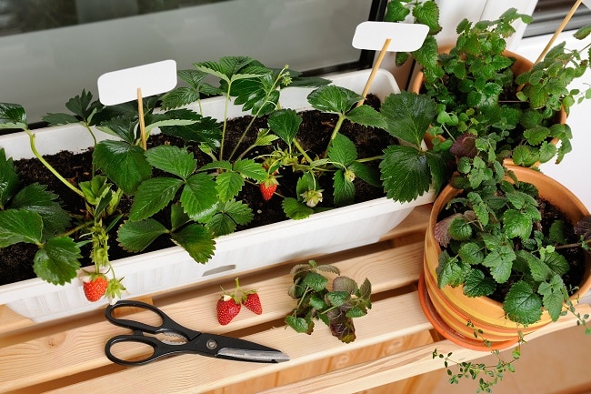 Home Container Garden with Strawberries and Other Fruits & Veggies | Vitacost.com/Blog
