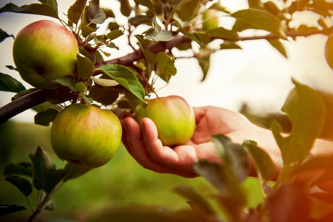 Concept of Food Based Supplements Represented by Close-up Image of Hand Picking Apples from Tree Branch | Vitacost.com/blog