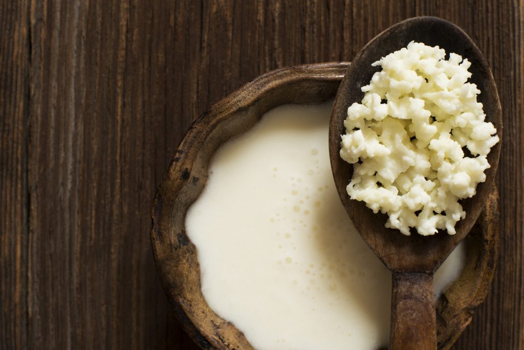 Milk kefir grains on a wooden spoon overhead shot