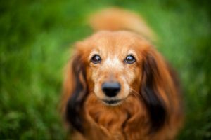 Daschund dog who needs probiotics