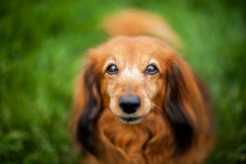 Daschund dog who needs probiotics