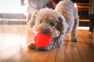 Small Poodle Chewing on One of the Best Dog Toys for Little Pups (A Small Orange Ball) | Vitacost.com/blog