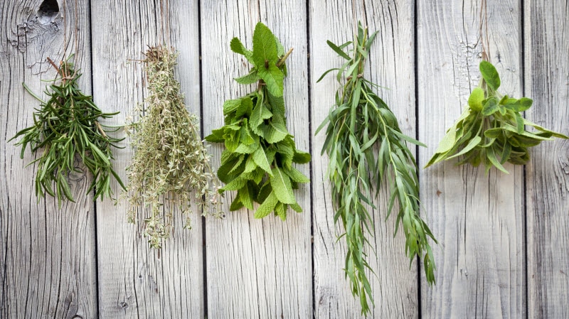 Bundles of Fresh Green Plant Sprigs Handing on Wooden Fence as Example of How to Dry Herbs | Vitacost.com/blog