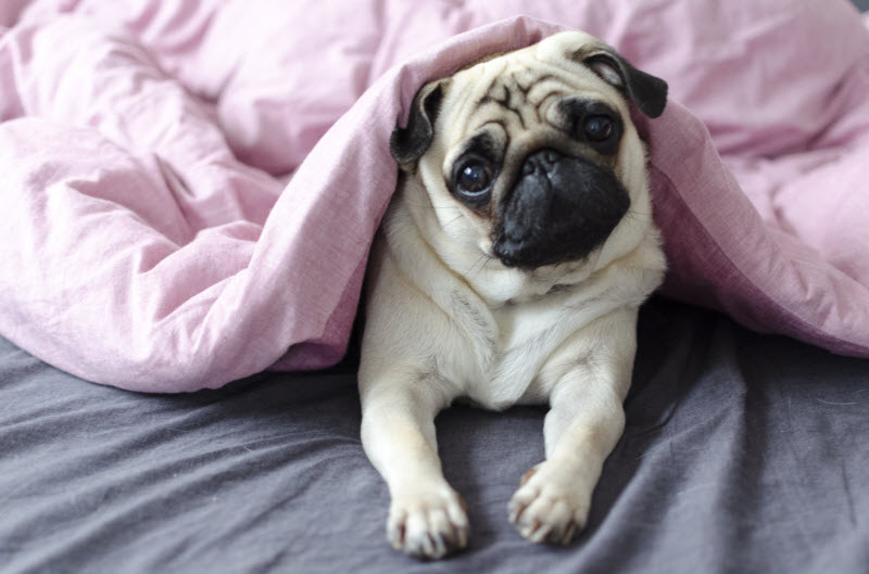 Frightened-Looking Pug Peeking Out From Under Pink Blanket on Bed in Need of Pet Stress Relief Help | Vitacost.com/blog