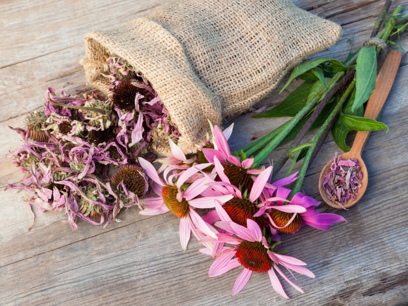 Purple Coneflowers & Burlap Sack With Dried Petals on Wood Surface to Represent Echinacea Benefits | Vitacost.com/blog