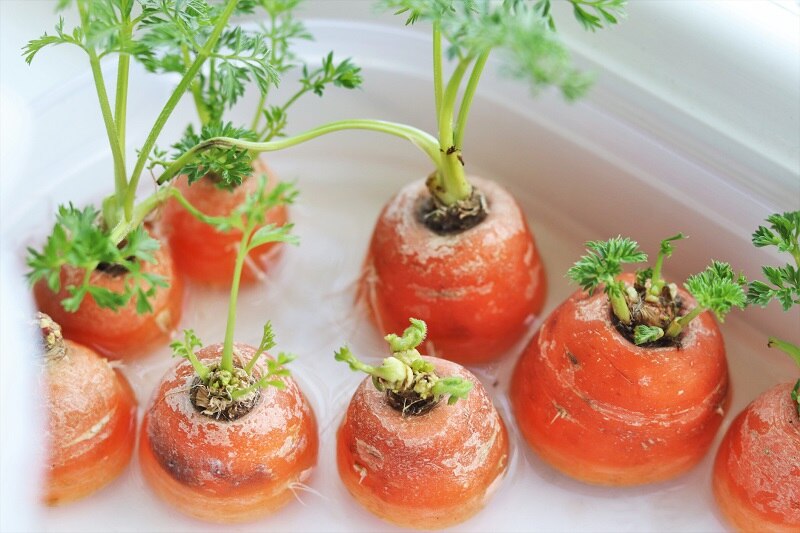 Carrot Tops Growing in Water | Vitacost.com/Blog