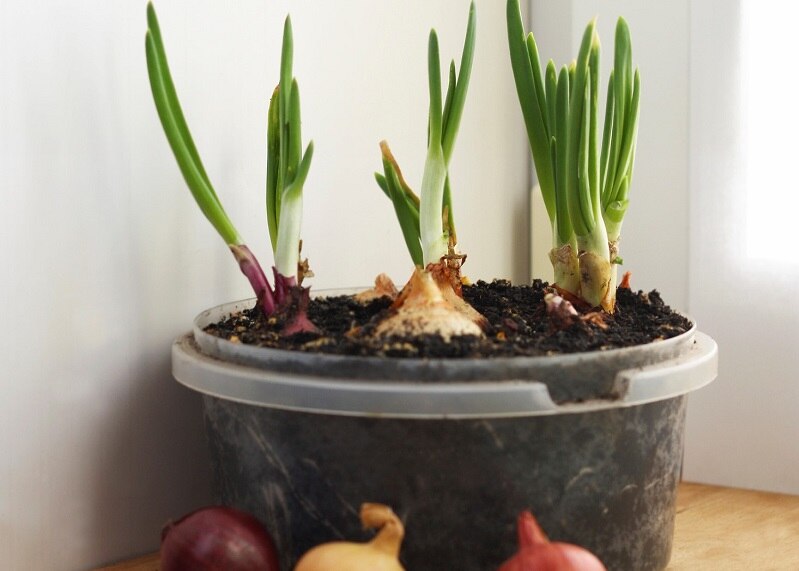 Homegrown Garlic on Counter | Vitacost.com/Blog