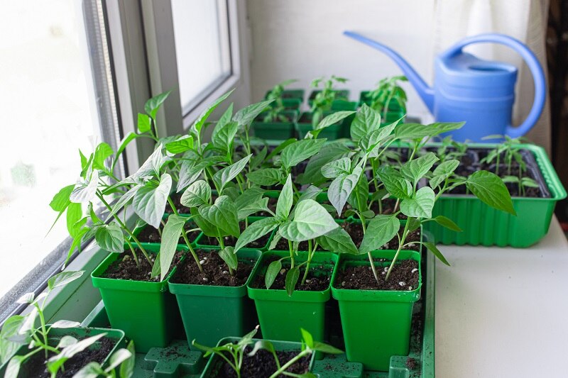 Homegrown Peppers Sprouting on Counter From Seeds | Vitacost.com/Blog