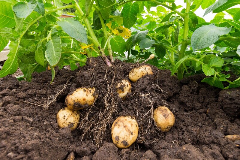 Homegrown Potatoes in Dirt | Vitacost.com/Blog