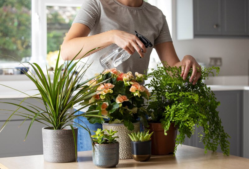 Woman Watering Plants in Kitchen Enjoying the Mental Health Benefits of Hobbies | Vitacost.com/blog