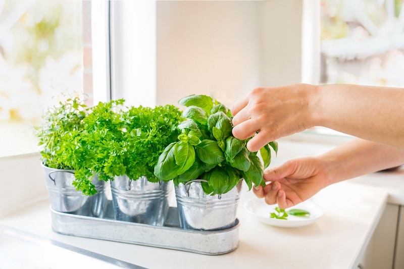 Person Picking Leaves From Indoor Basil Plant to Make Delicious Recipe | Vitacost.com/Blog