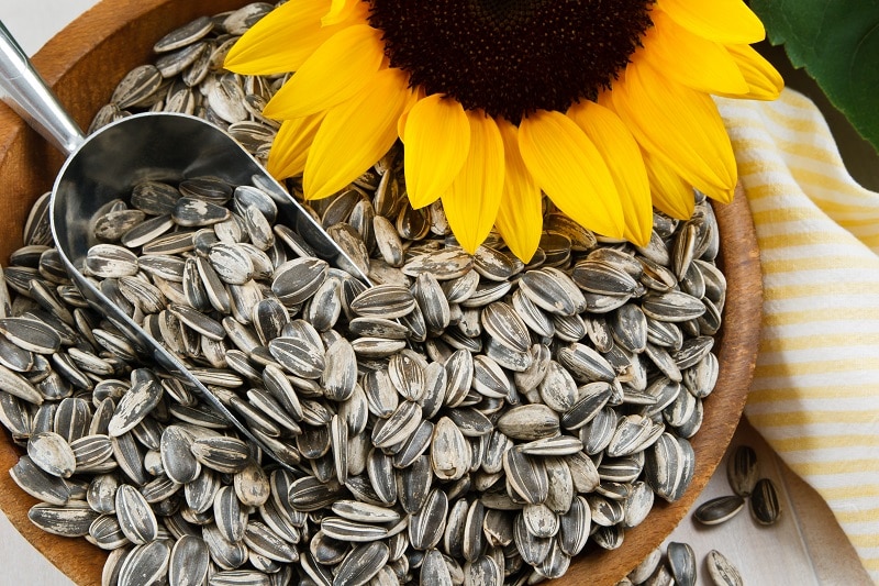 Sunflower in Bowl with Sunflower Seeds in Bowl and Scooper | Vitacost.com/Blog