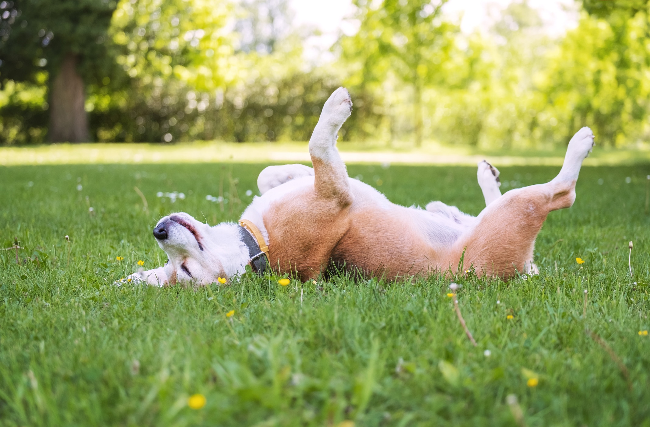 is citronella grass safe for dogs