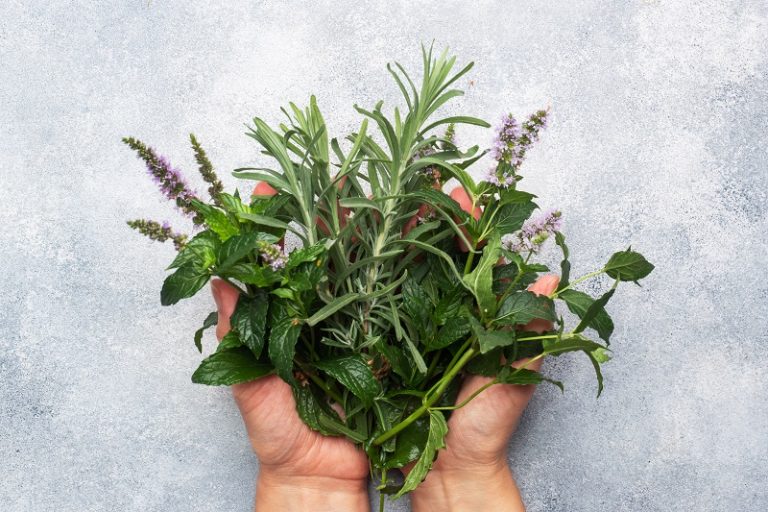 The Best Medicinal Herbs to Grow at Home Vitacost Blog