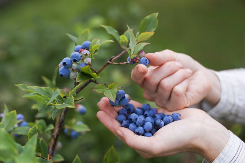 Concept of What Does Forage Mean Represented by Closeup Shot of Person Picking Blueberries From Bush | Vitacost.com/blog