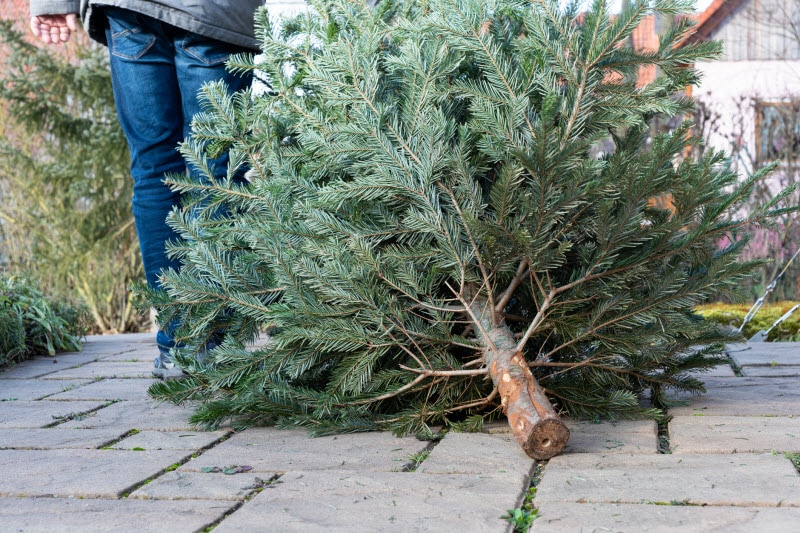Person Considering Recycle Christmas Tree Ideas While Dragging Tree Outside for Disposal | Vitacost.com/blog