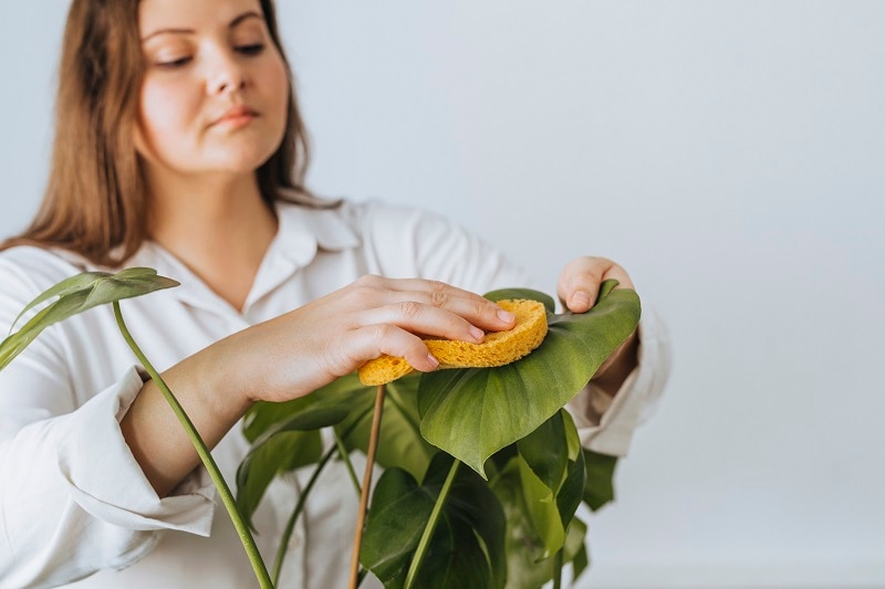 Kitchen sponges: 5 remedies to sterilize them and free them from germs and  bacteria