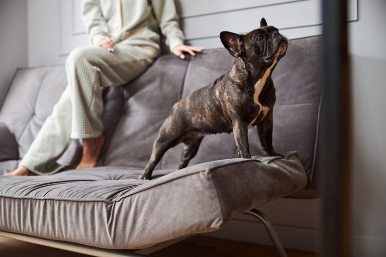 Why is My Dog Acting Weird? Strange Behaviors Explained Vitacost Blog