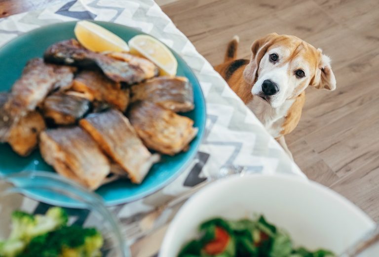 Can Dogs Eat Fish? Get Fish Nutrition Facts for Fido. Vitacost Blog