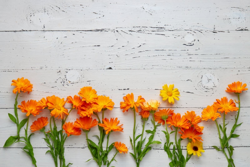 Calendula Flower, Benefits & More