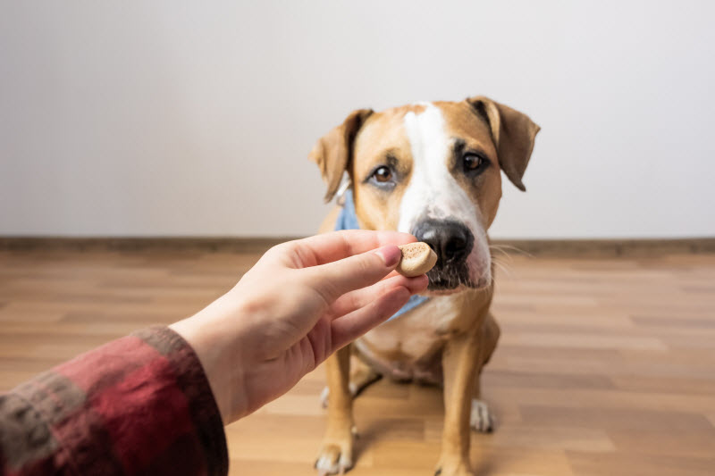 Person Giving Eager Dog Functional Treat to Help Support His Health