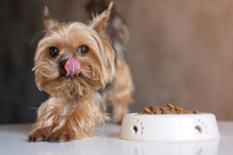 Home Cooked Dog Food