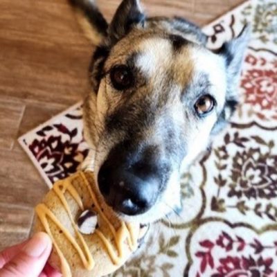 Good Dog Receiving Dognut
