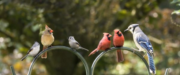 Birdsong Benefits Represented by Several Different Birds Perched on Pole in Backyard