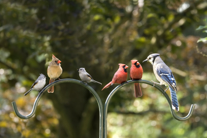 Birdsong Benefits Represented by Several Different Birds Perched on Pole in Backyard