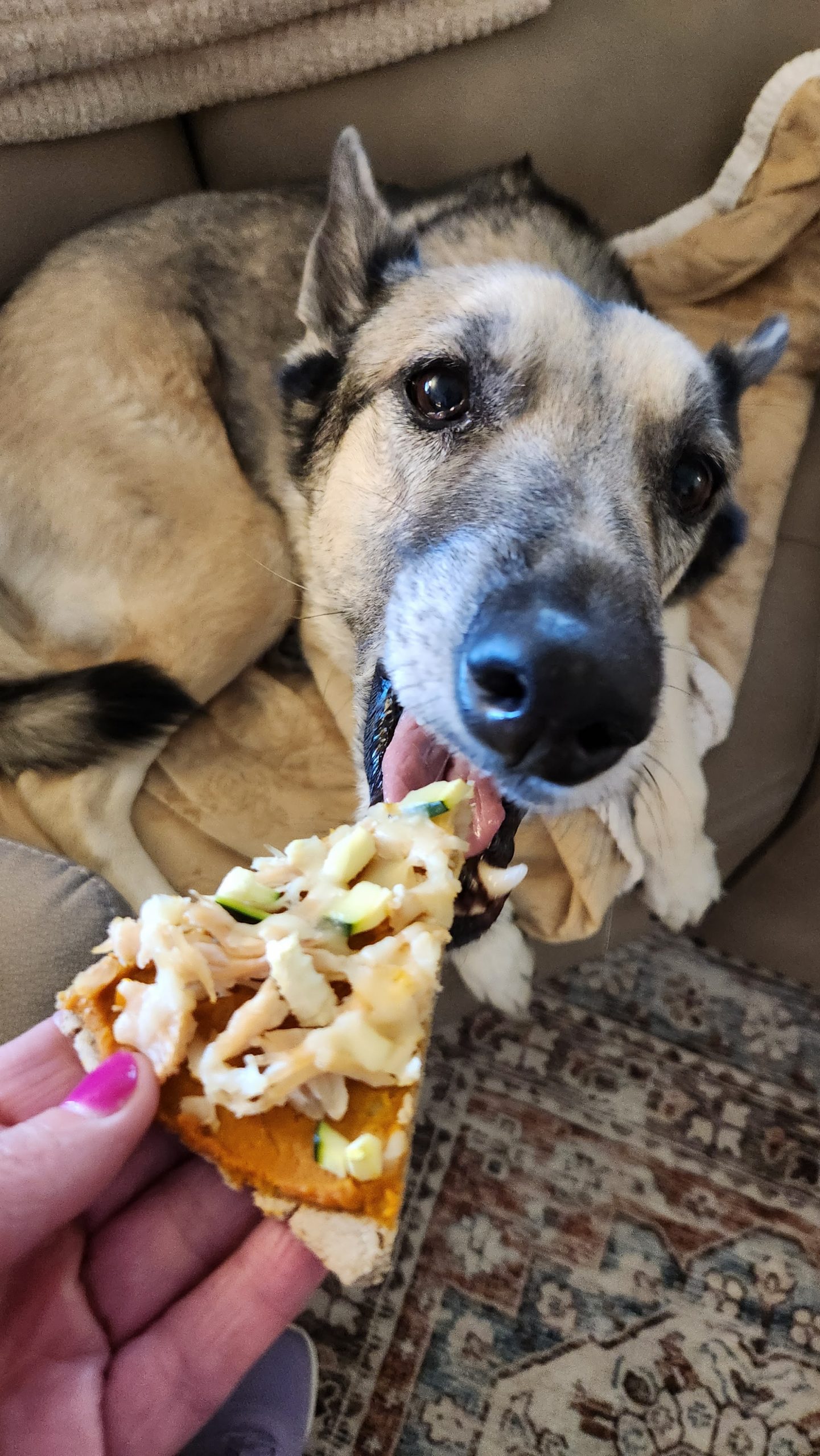Dog-Friendly Pizza