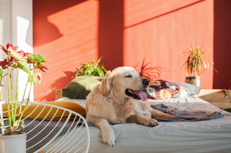 Golden Retriever Panting While Lying in Bed to Represent Concept of Dogs in Summer Heat