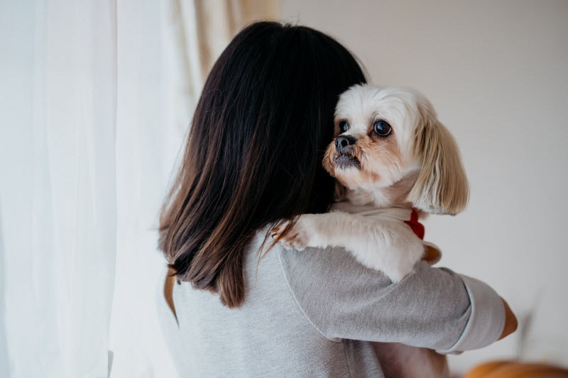 vBack View of Woman Holding Older White Dog in Arms to Represent Concept of Caring for Senior Dogs