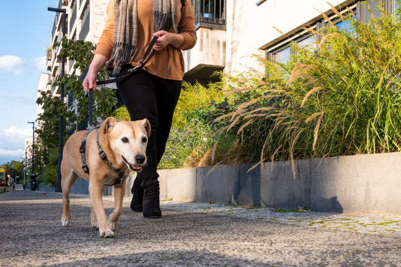 Woman Concerned About Dog Joint Health Walking Her Senior Pup Outside Her Apartment Building