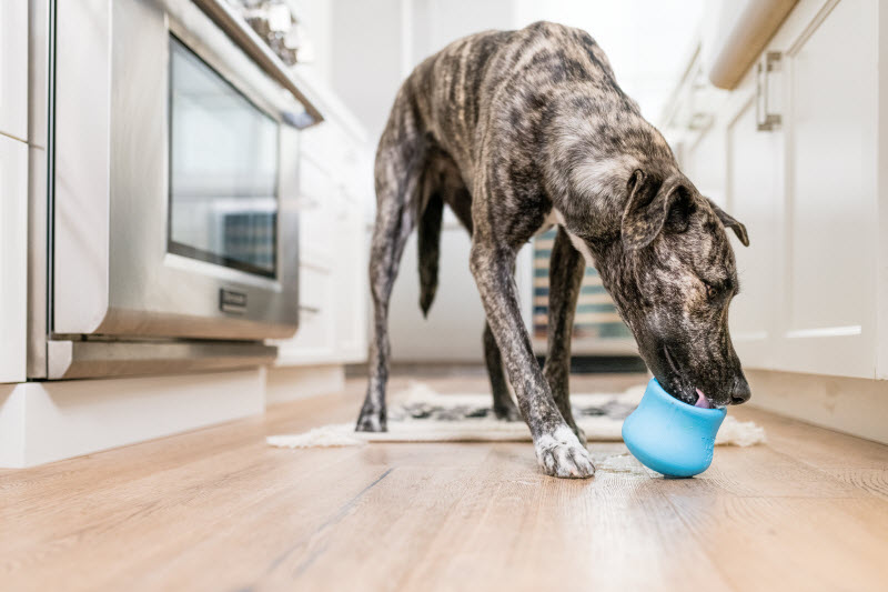 Happy Large Pup Enjoying the Benefits of Interactive Dog Toys Licking Peanut Butter from Blue Bowl Toy