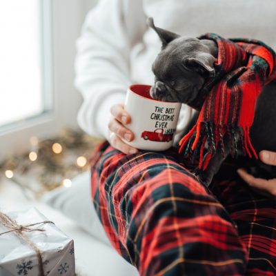 Dog Drinking Eggnog Out of Festive Holiday Cup