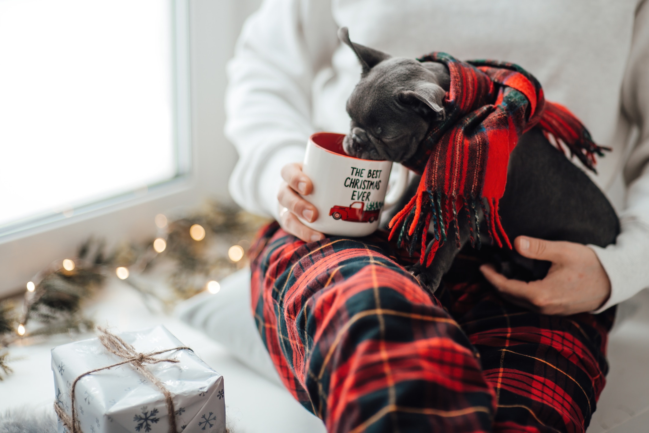 Dog Drinking Eggnog Out of Festive Holiday Cup