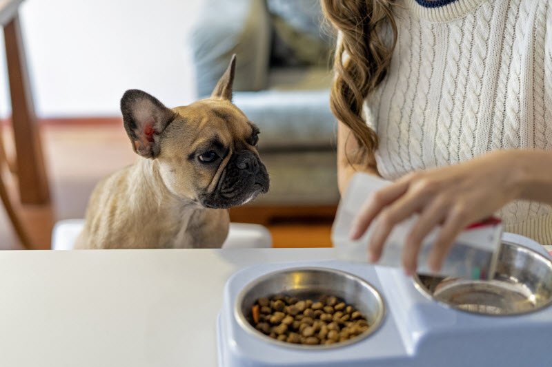 Woman Feeding Small Dog at Table to Represent Concept of Can Dogs Take Human Vitamins