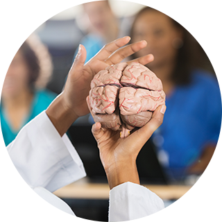 hands holding model brain