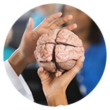 image of a hand holding a brain model